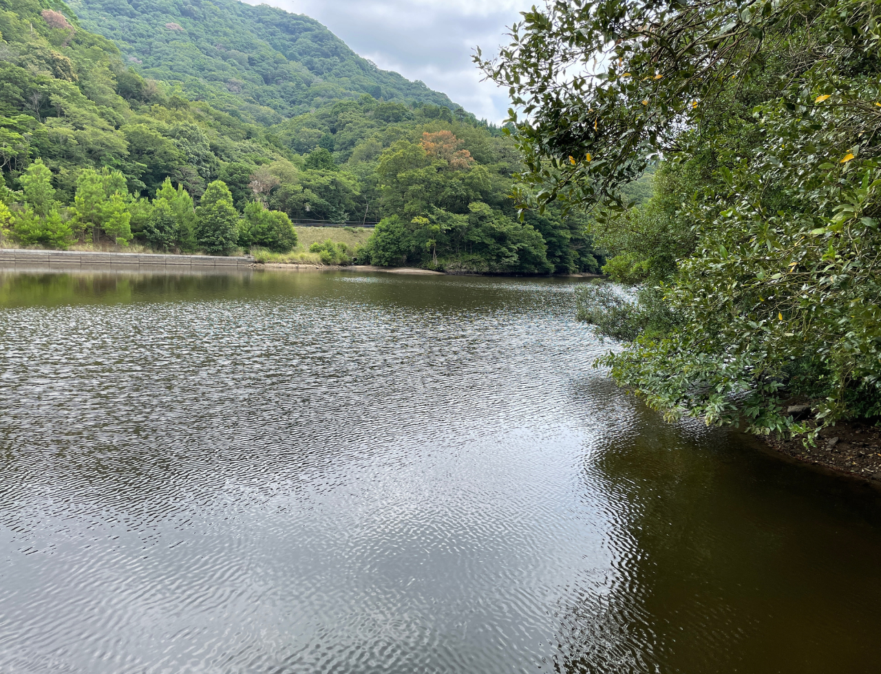◆新ノ池(八木養宜上)