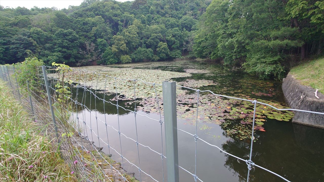 ◆高倉大池(光明寺)