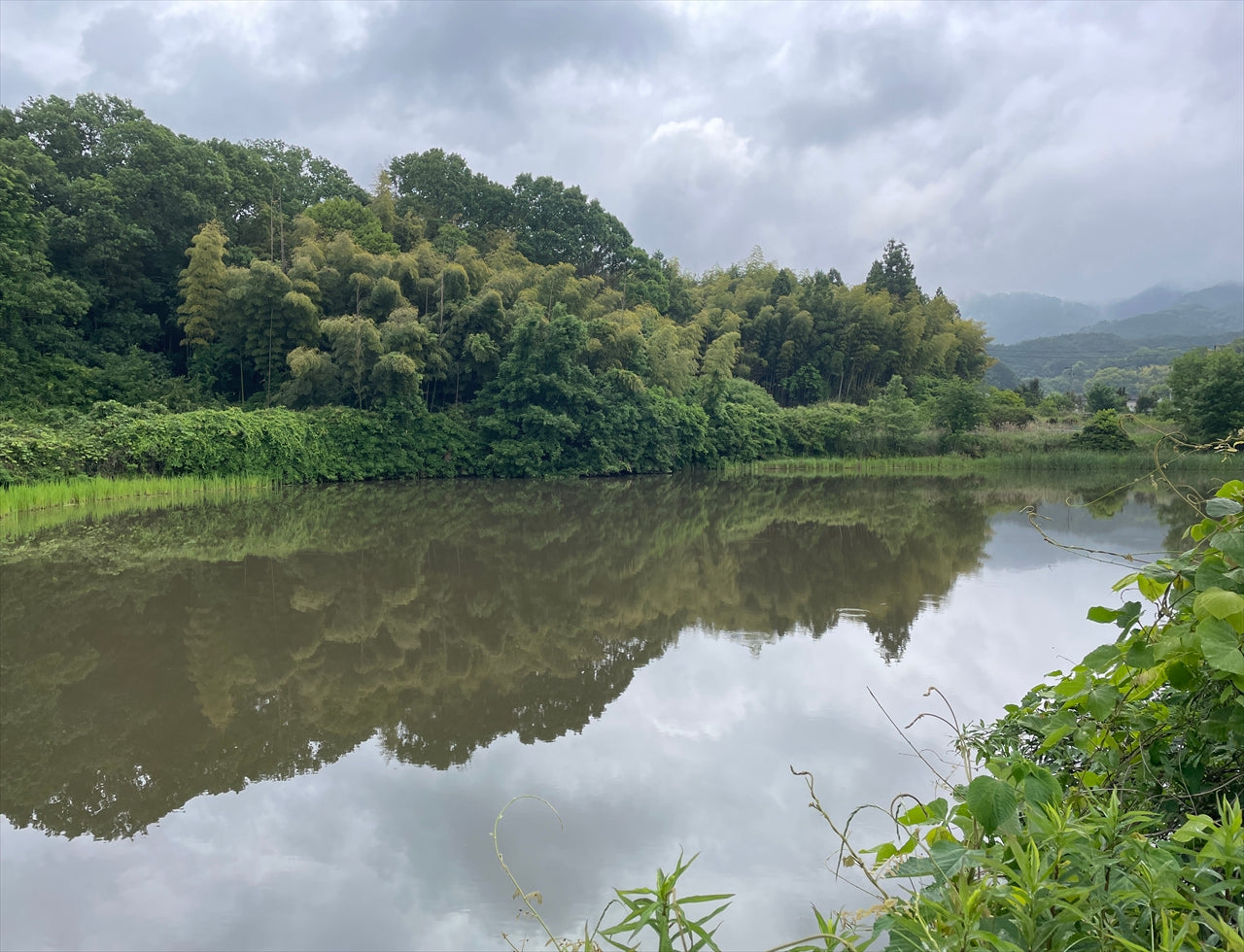 ◆東池(高取町市尾)