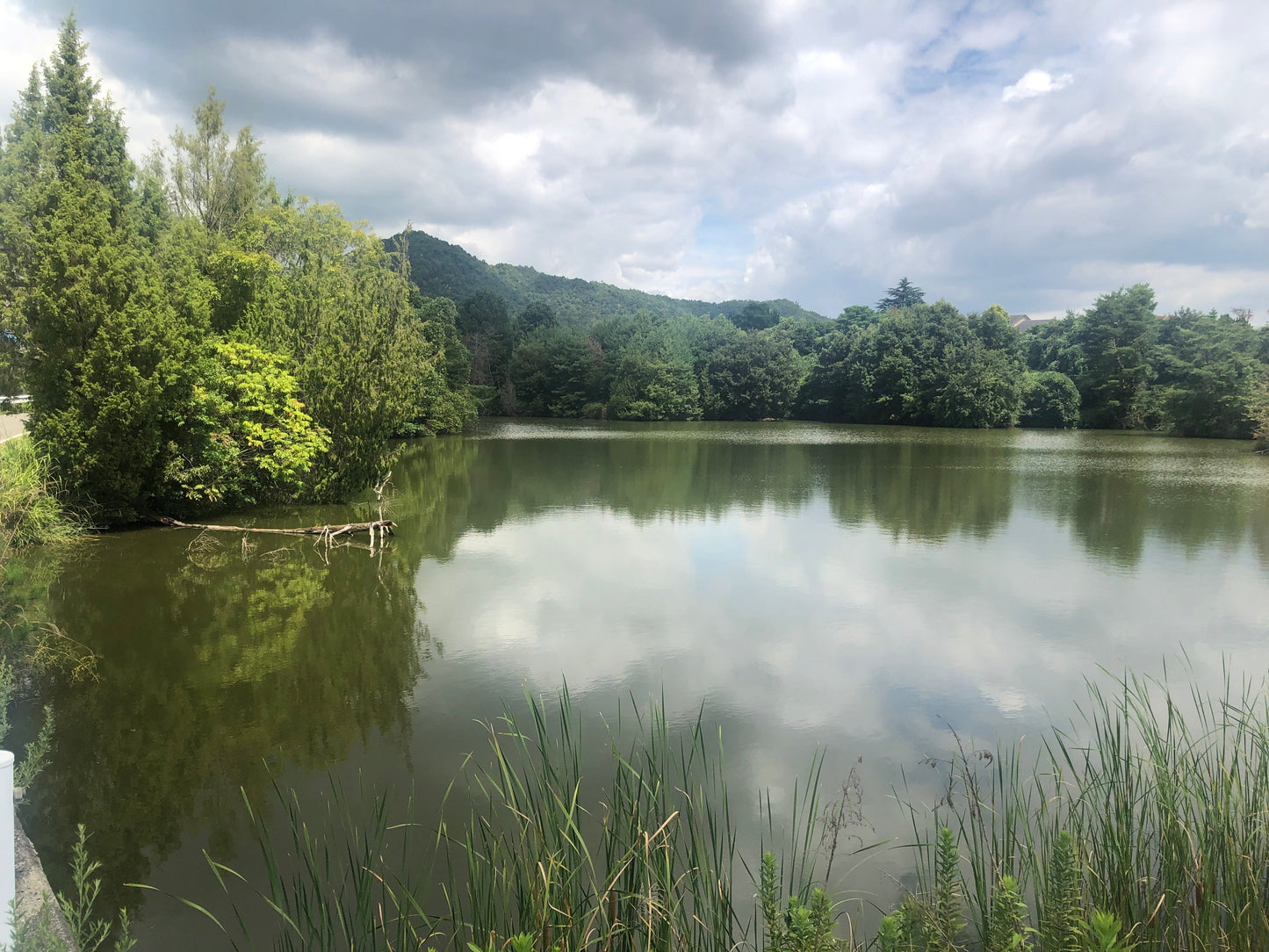 ◆新池(黒瀬町丸山)