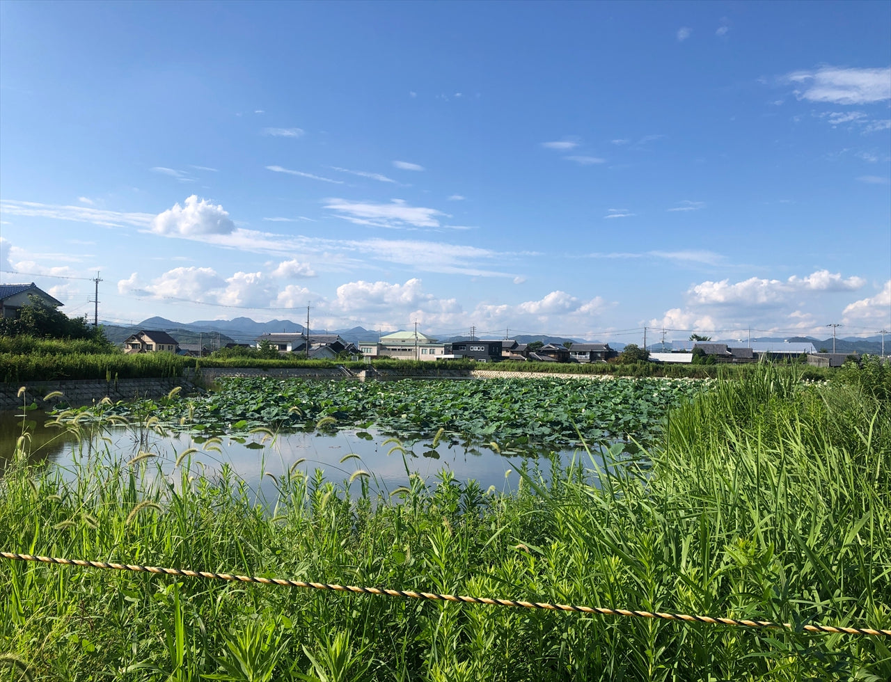 ◆御家曽池下池
