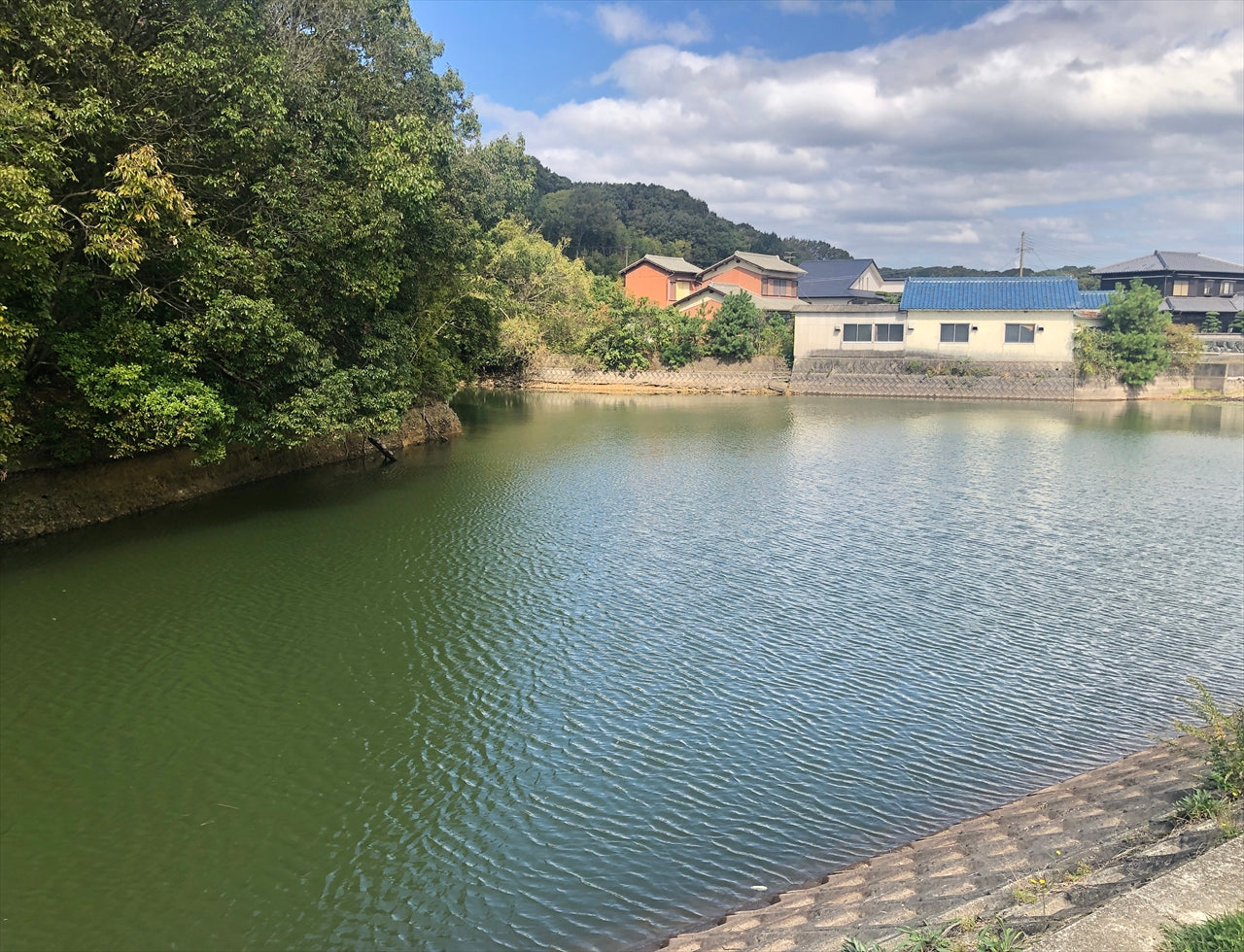 ◆大歳神社上池