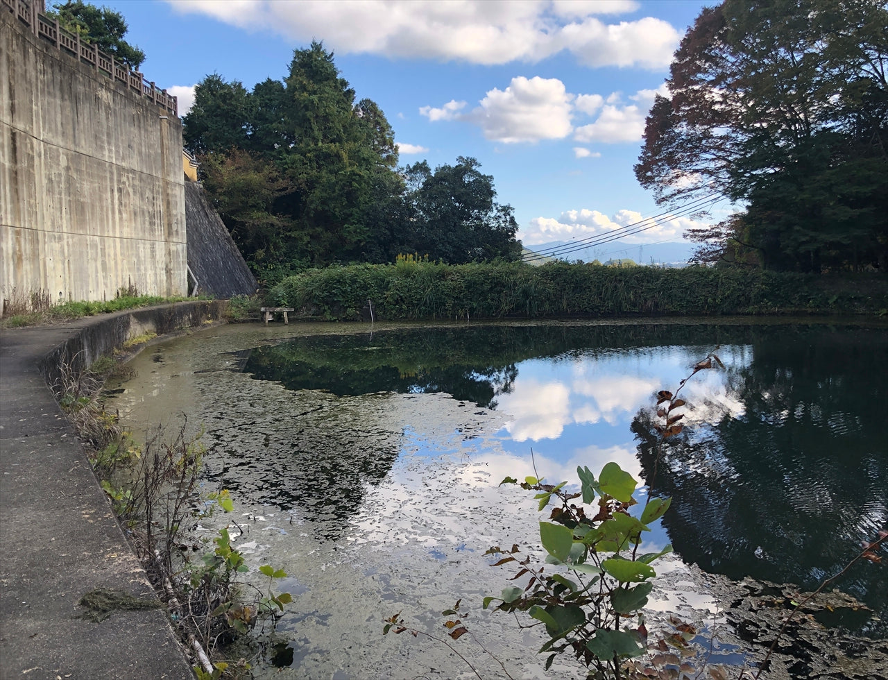 ◆白山神社下池