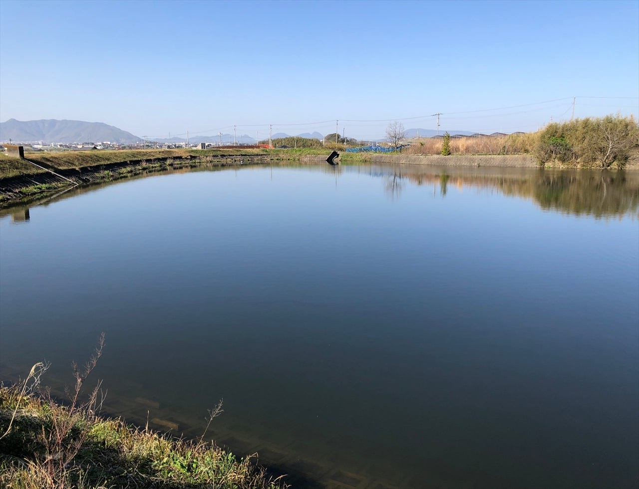 ◆苗代池