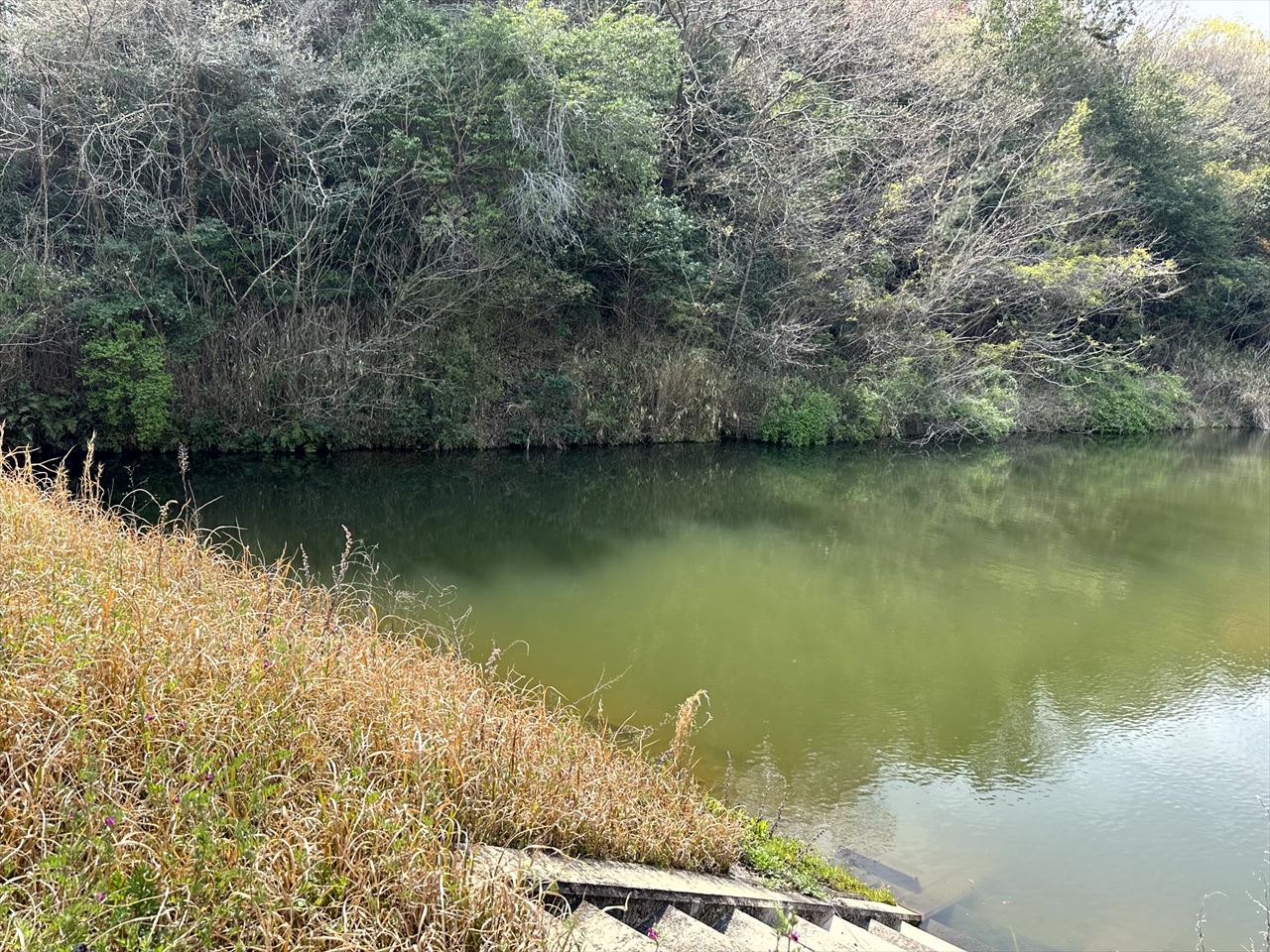 ◆大亀西池(西植田町)