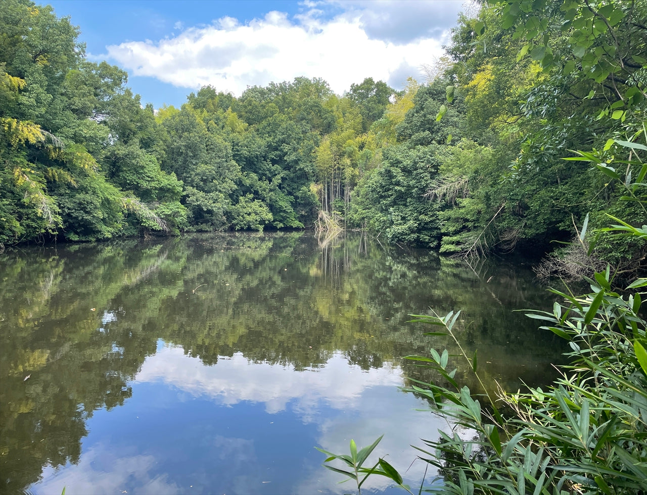 ◆切ヶ敷池(上)