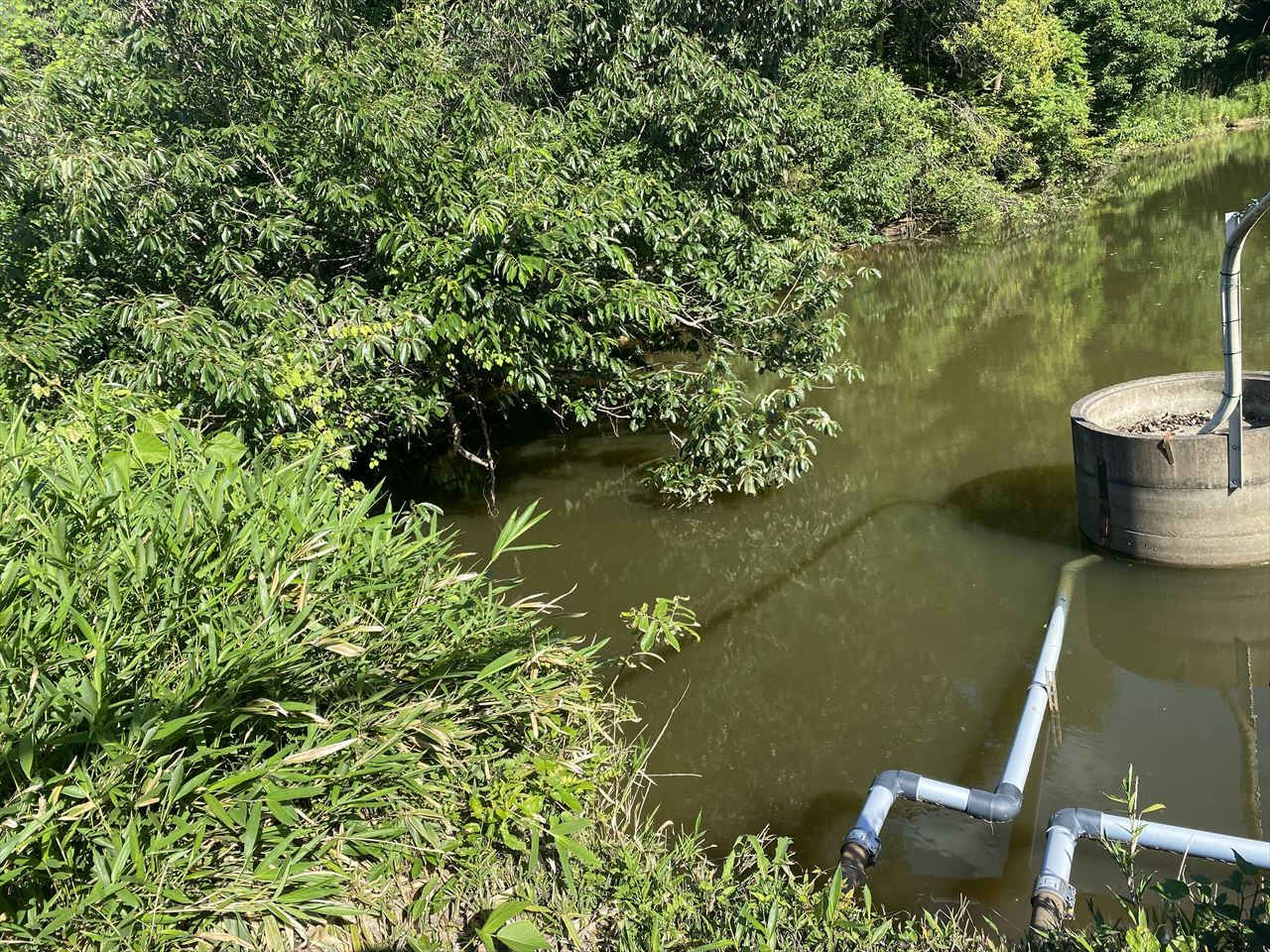 ◆新池(総社市下林)