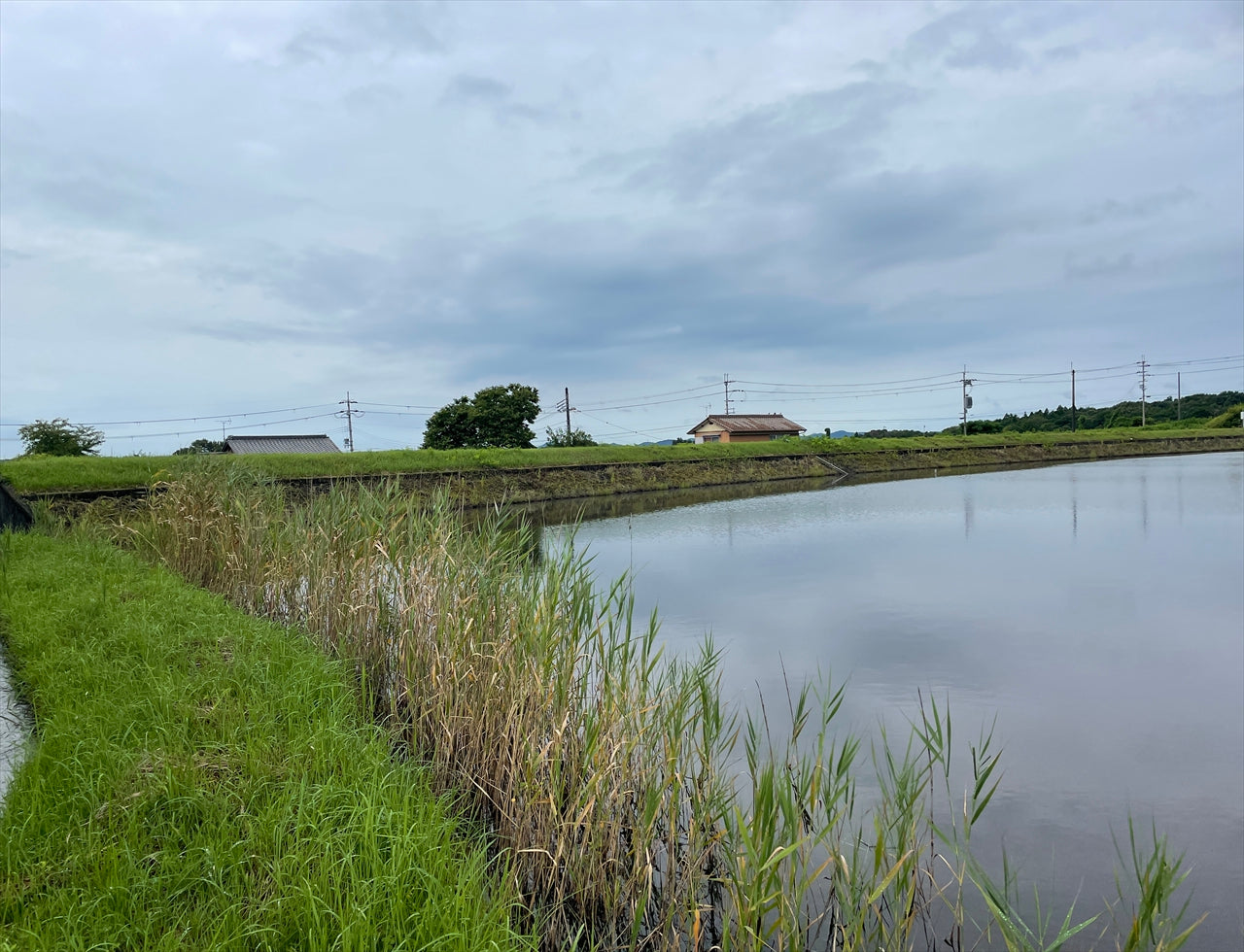 ◆下の池(福住町)