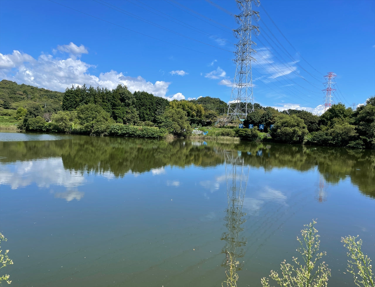 ◆新池(山ノ田)