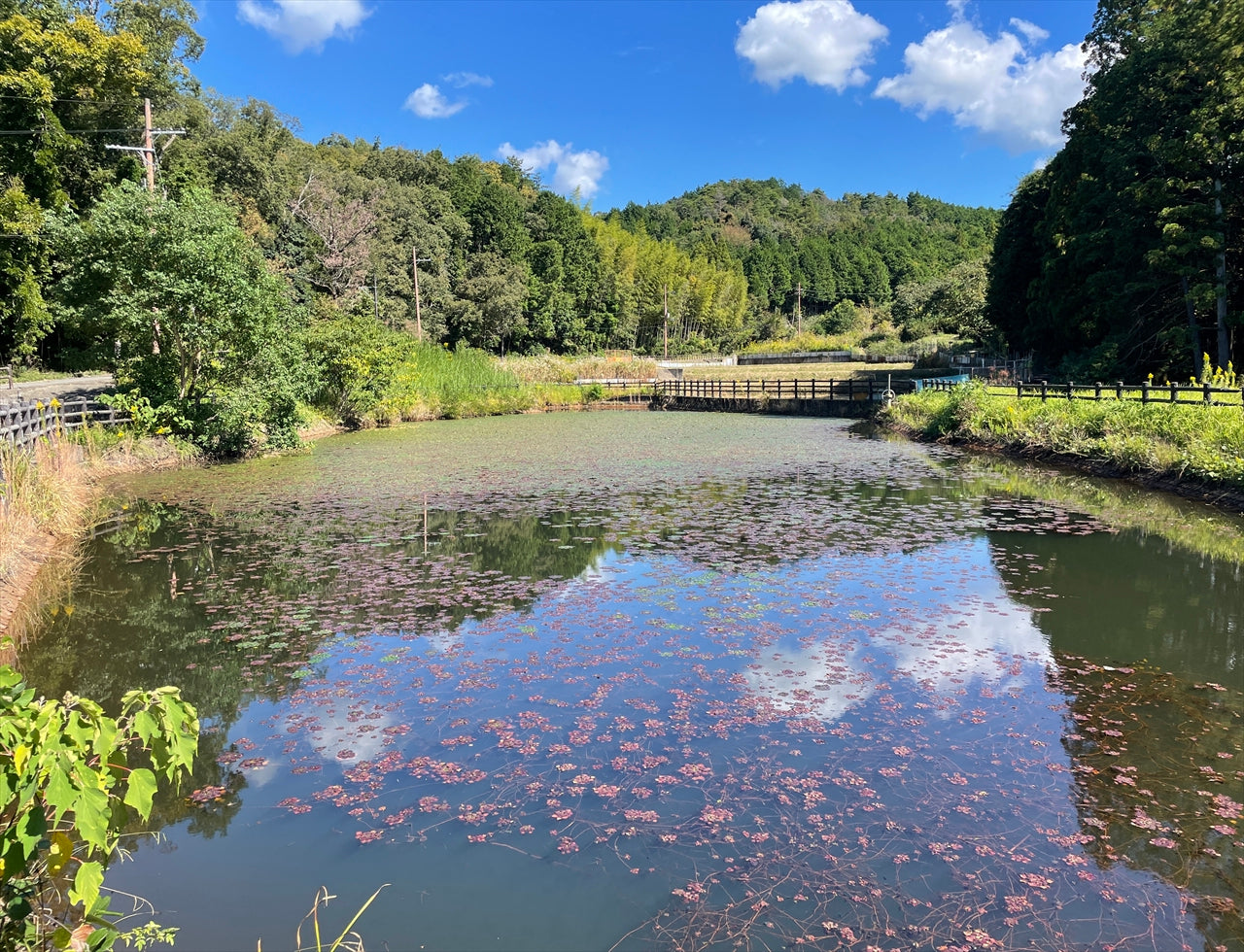 ◆泥子池