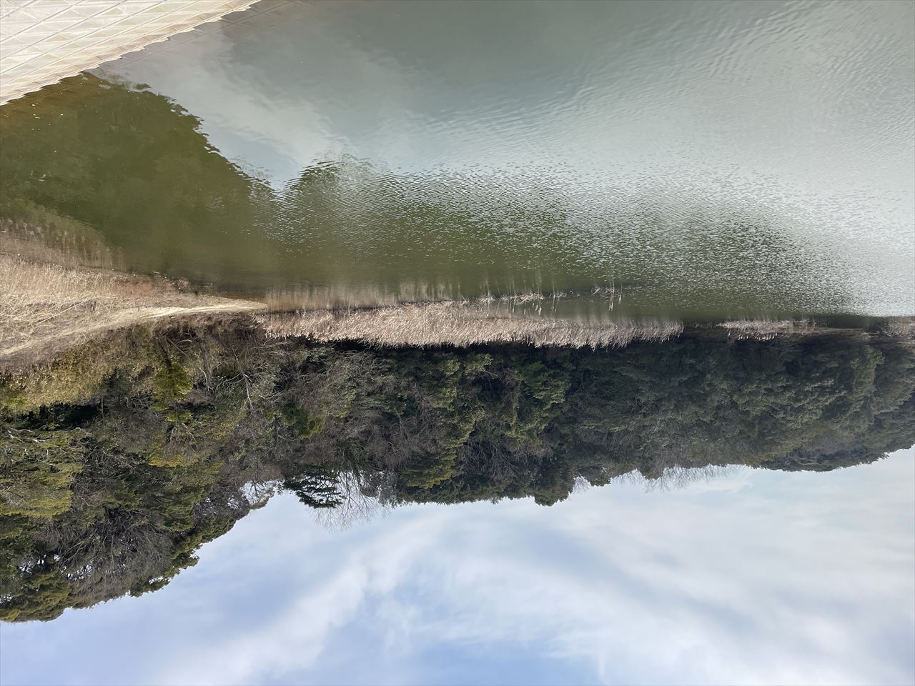 ◆皿池(上物部)