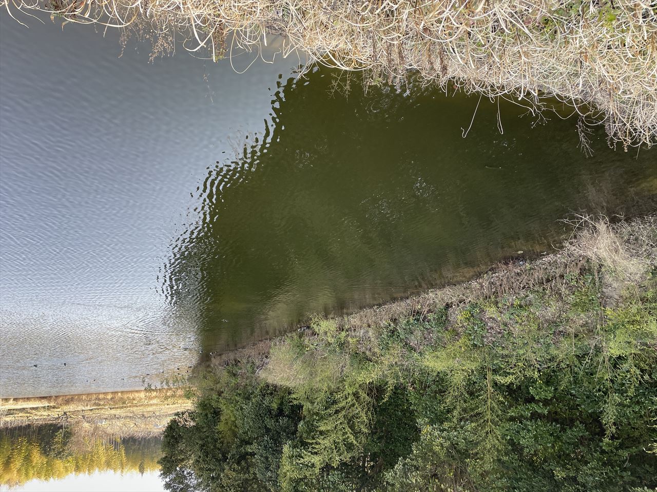 ◆新池(新庄下)