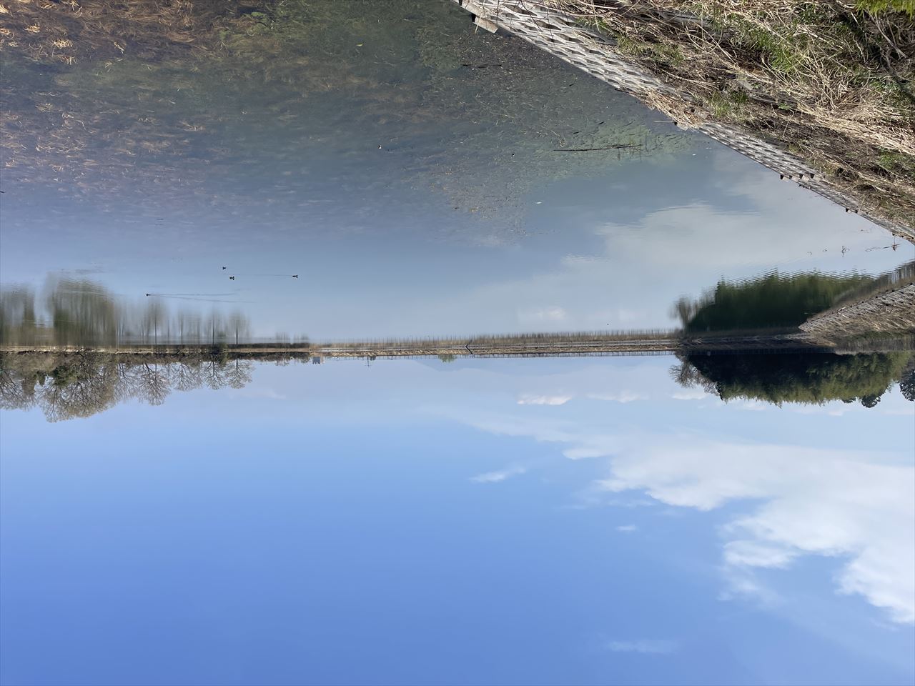 ◆北池(北梅本町)