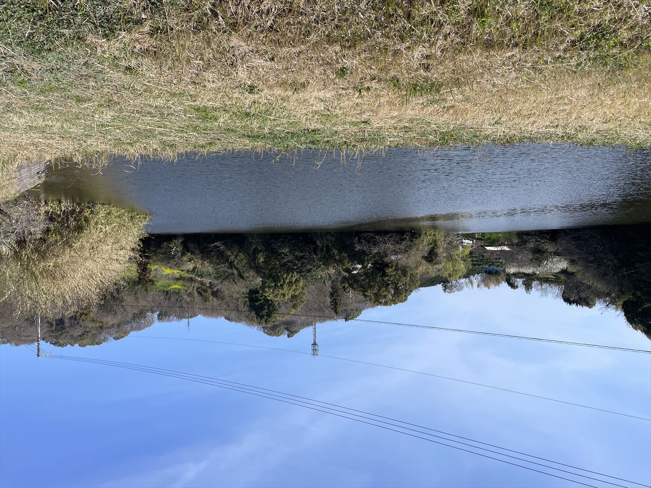 ◆大池(桜ヶ丘)