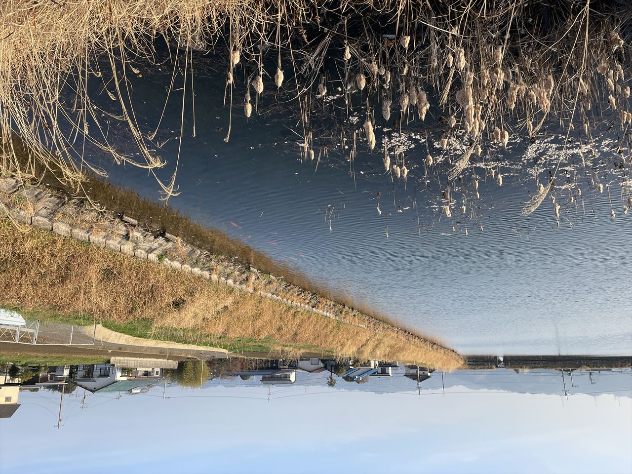 ◆宮前池(萩生)