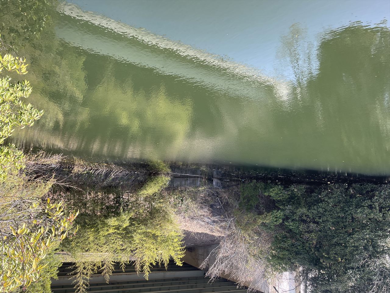 ◆山尻下池(阿波町)