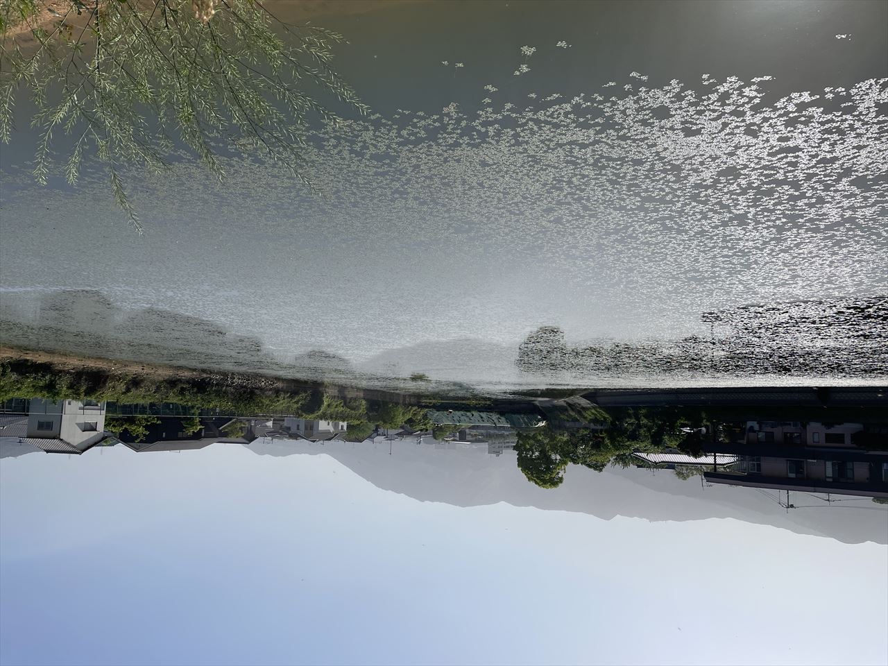 ◆宮ノ上池(新原)