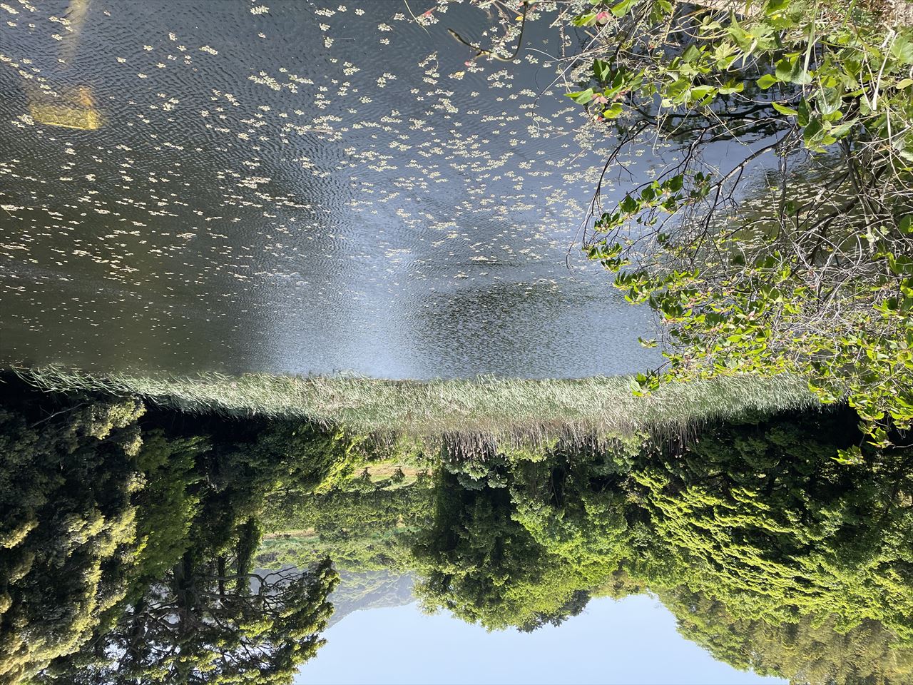 ◆深浦池(三代)