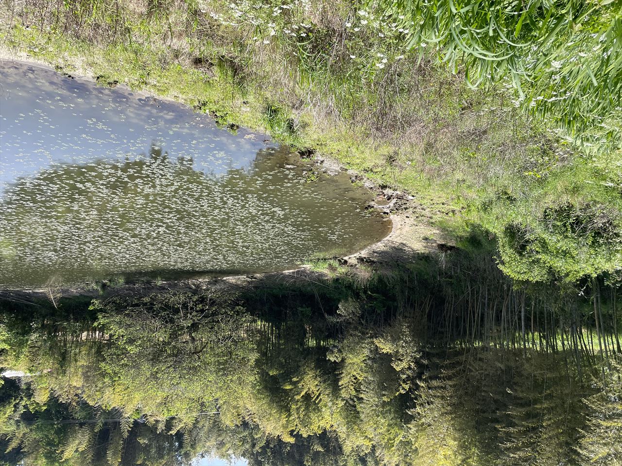 ◆岩上池(福津内殿)