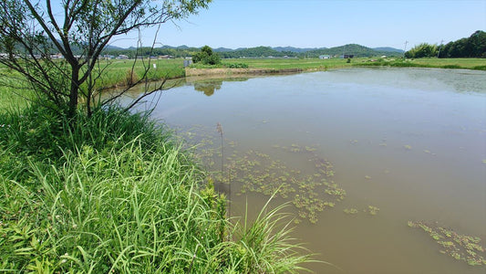 上新池（別府町）