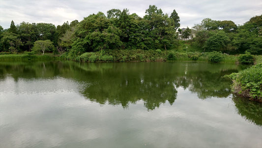 高久蓮池