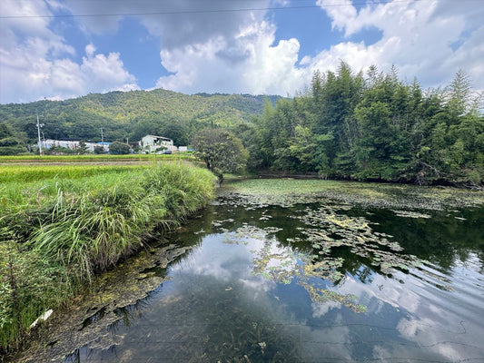 金森新池