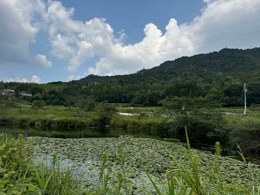 金森下池