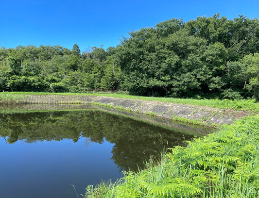 中之池（西之澤）