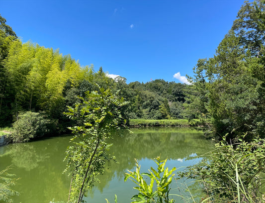 打田新池（打田上西裏）