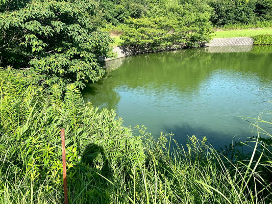 下池（王越乃生）