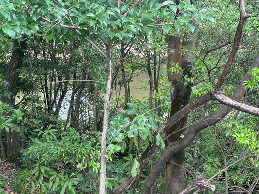 須玖新池