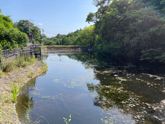 法道寺下池