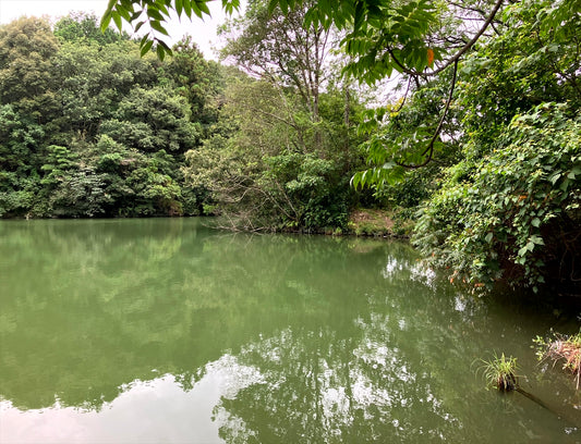 新池（上峰町堤）