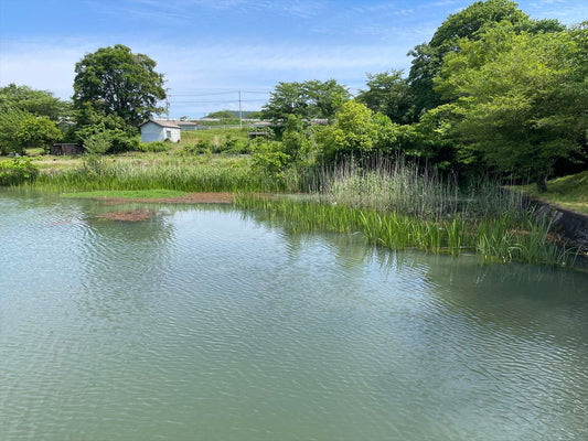 中島池