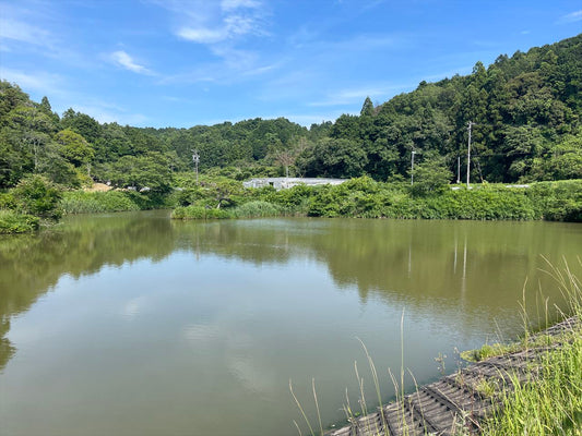 上池（東横地）