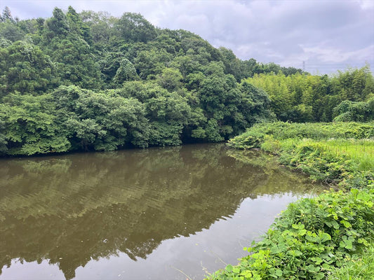 口の池（谷下）