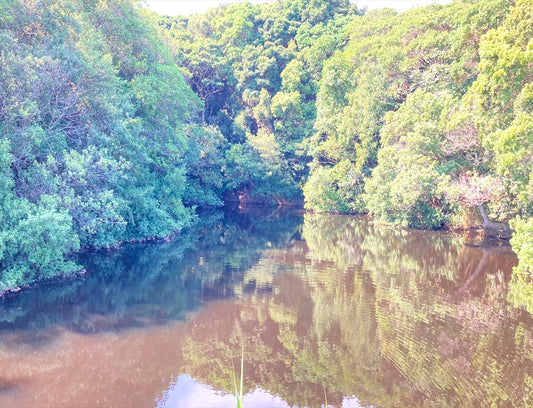 龍ヶ谷池（鳥飼浦）
