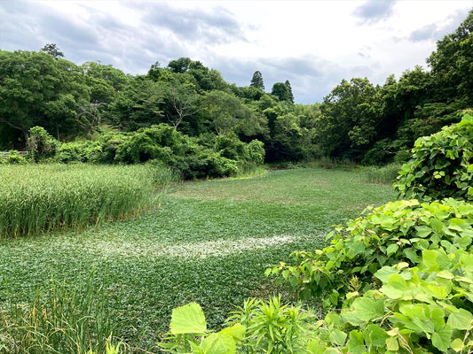 カッパ池（市山木）