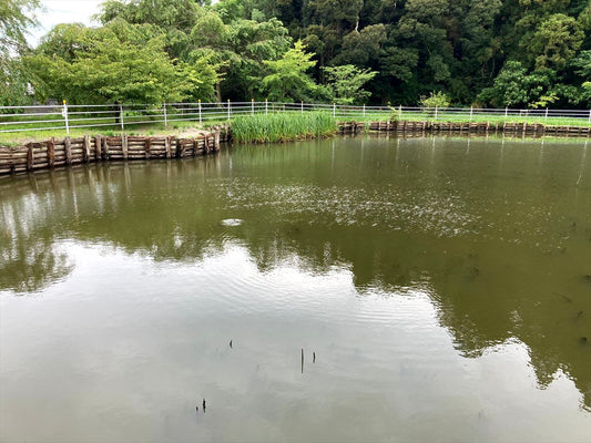 宮前池（成東）