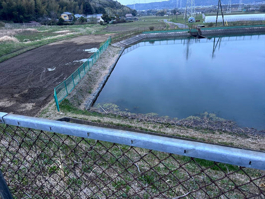 田川の野池（下）