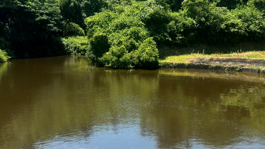 水谷池（大町下）