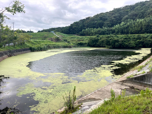 皿池（鮎原葛尾）