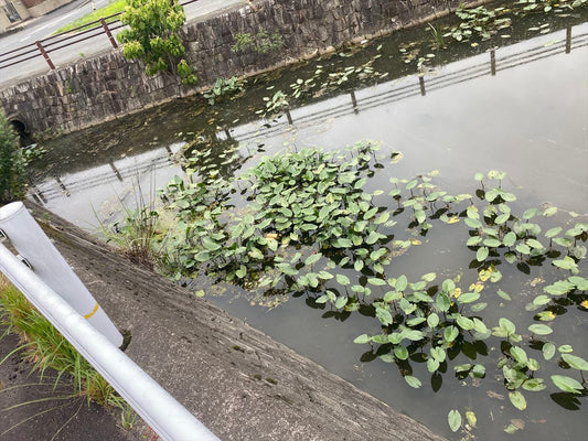 辻の池