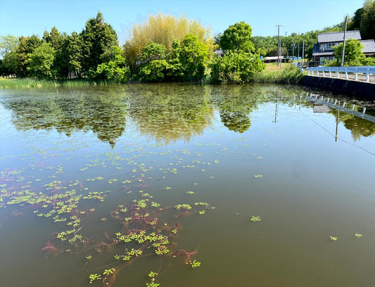 大沢下池（中友生）