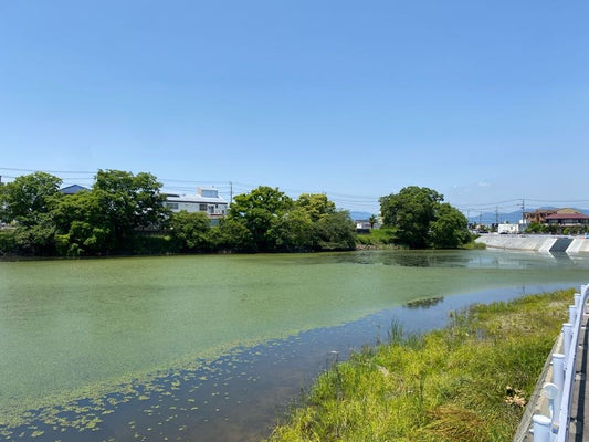 野田池
