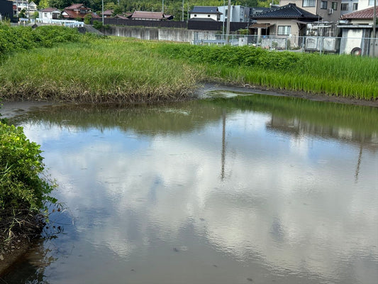 西の窪池（飯田）