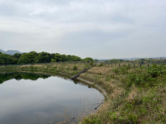 鳩ヶ谷上池