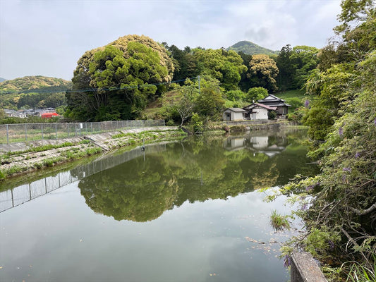 通り谷下池