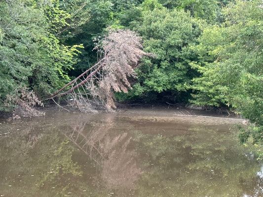 観音池（黒瀬菅田）