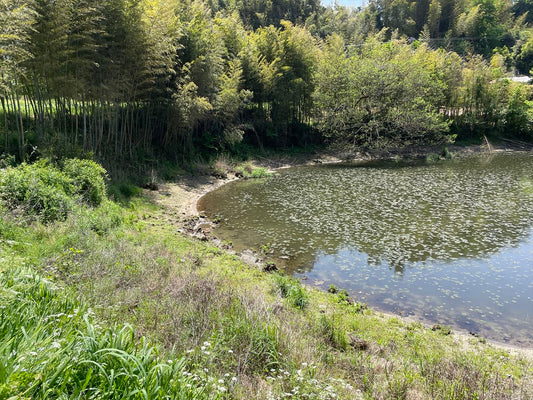 岩上池（福津内殿）